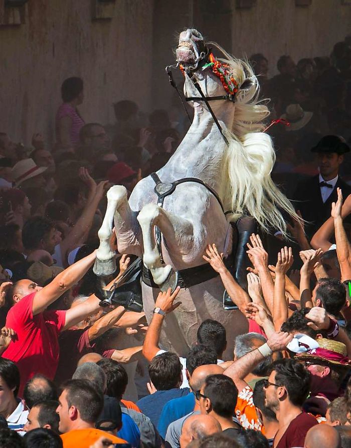 A Horse Rears In The Crowd