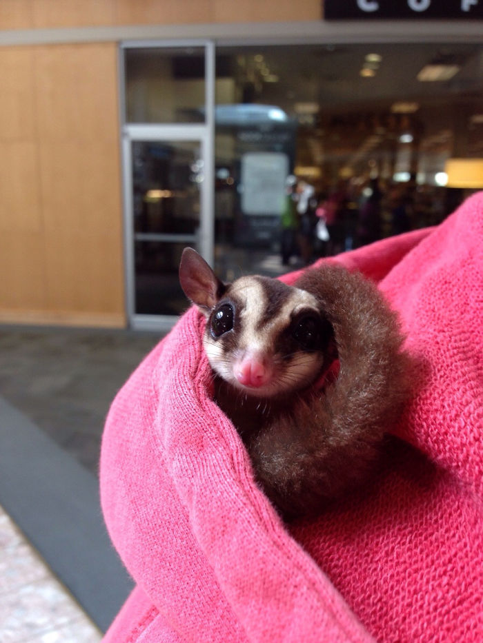 Sugar Glider At The Mall; I Didn't Have A Pocket But He Found A Place To Sleep!