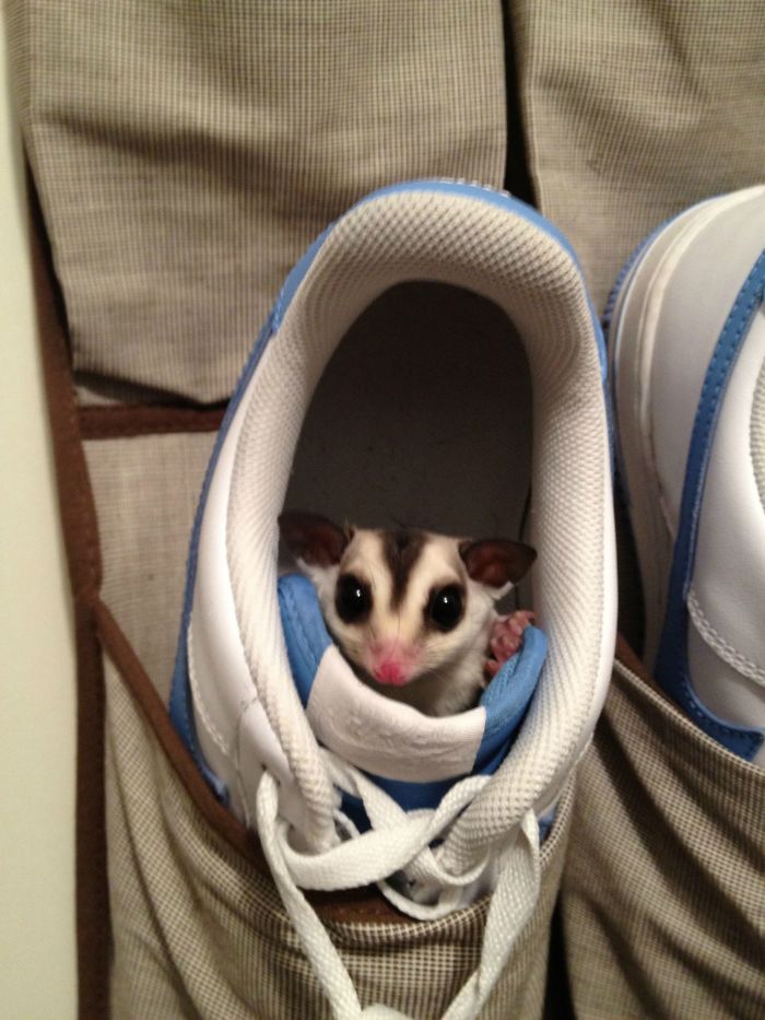 This Is My Sugar Glider Marvel And He Likes To Hide... I Found Him Here...