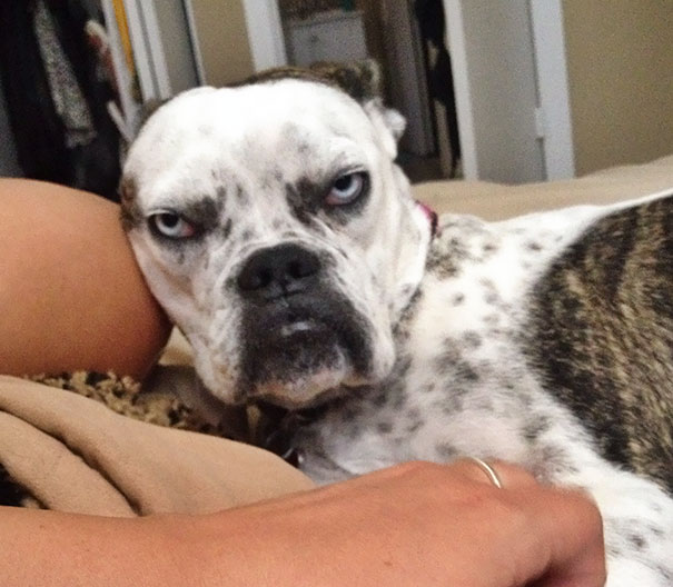 Grumpy Cat Is Overrated And I Think My Dog Can Now Take The Role Of Grumpy Dog