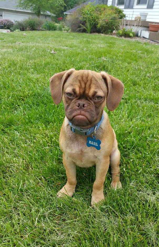 Earl The Grumpy Puppy