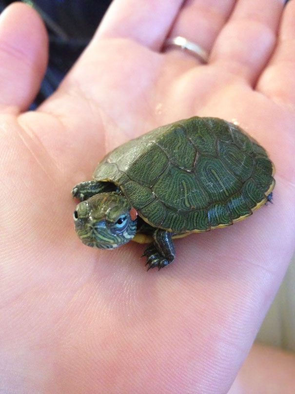 I Present Angry Turtle