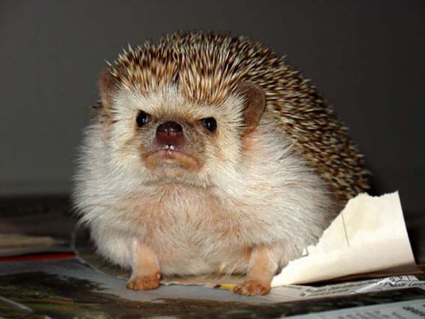 Here Is An Angry Hedgehog