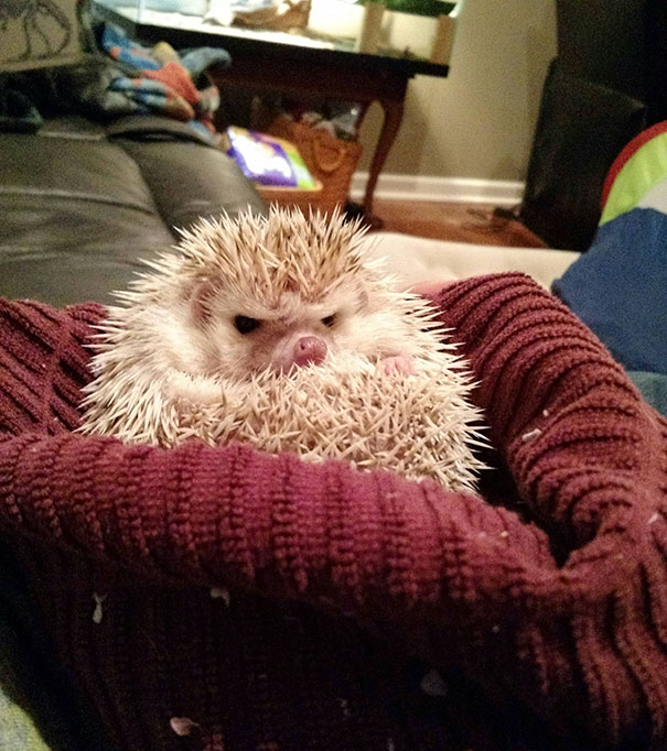 Grumpy Little Hedgehog