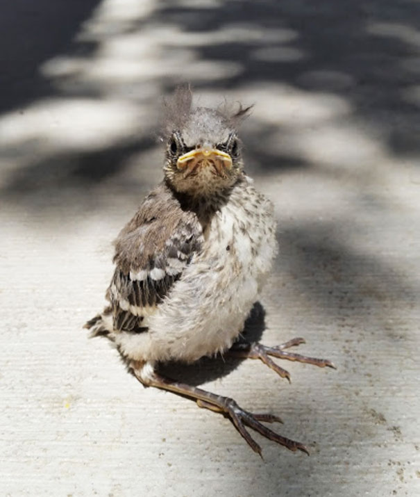 Ladies And Gentleman, I Present To You, Grumpy Bird