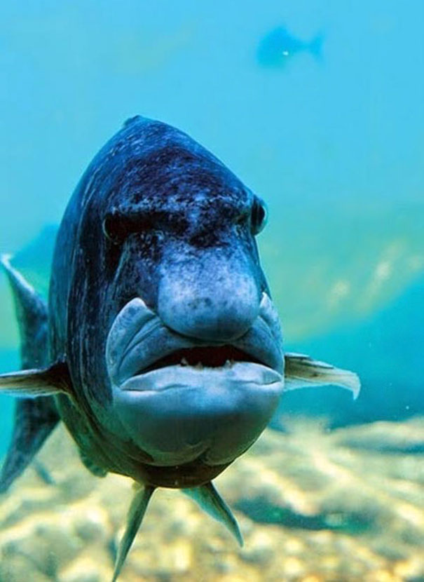 This Fish Looks Like A Grumpy Old Man