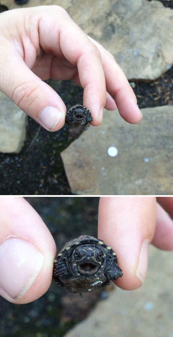 Tiny Turtle Is Angry