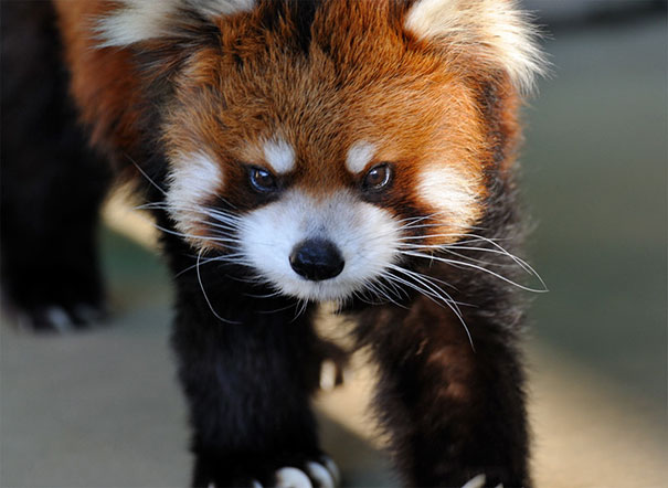 Grumpy Red Panda