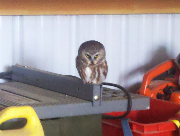 Evil Baby Owl That Flew Into Our Shop
