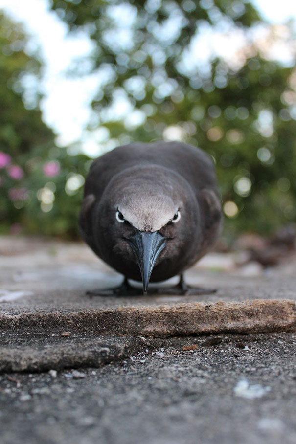 Common Noddy, The Angry Bird Of The Indian Ocean