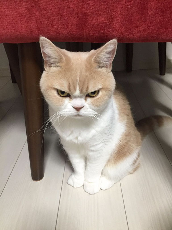 Japanese Grumpy Cat, Who Is Even Grumpier Than The Original One