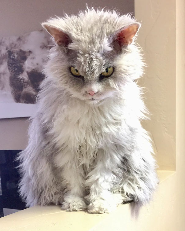 Albert The Sheep-cat With A Bitchy Resting Face