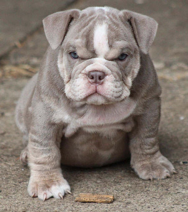Angry Baby Bulldog