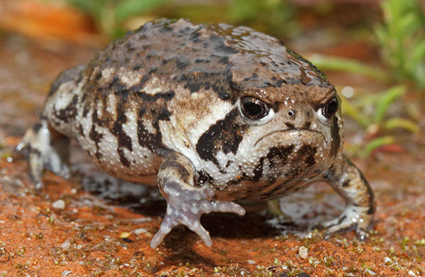 I See A Lot Of Grumpy Cat, How About Grumpy Toad