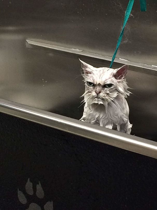 My Friend Is A Pet Groomer And Had A Very Angry Customer