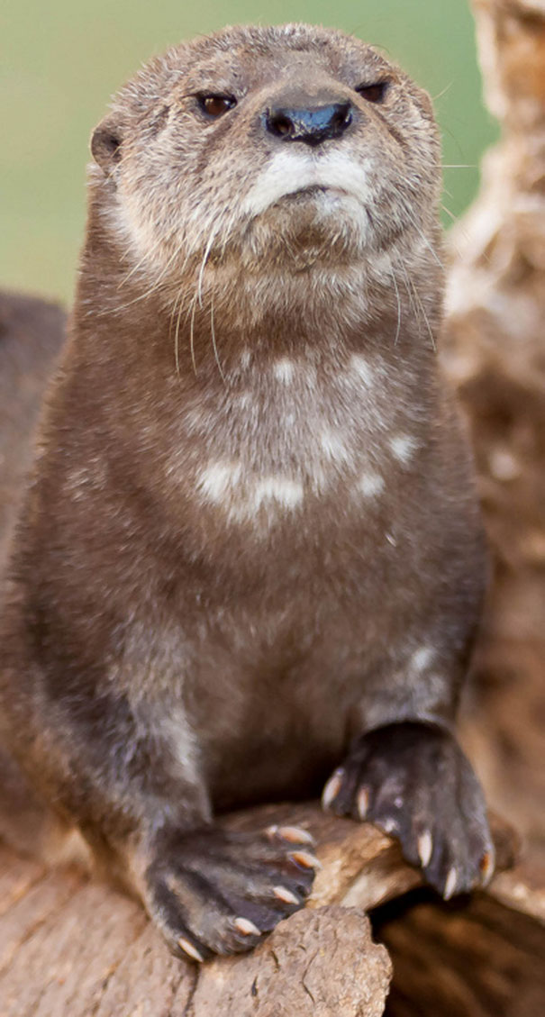 This Otter
