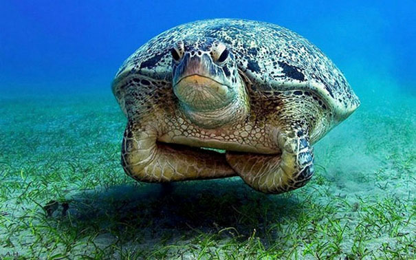 Displeased Sea Turtle Is Displeased