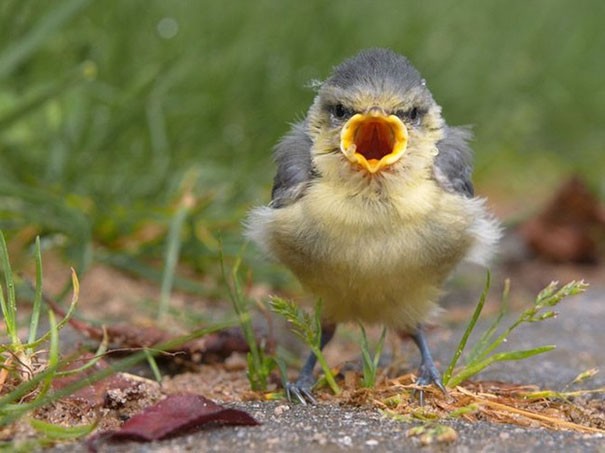 Angry Bird Is Angry