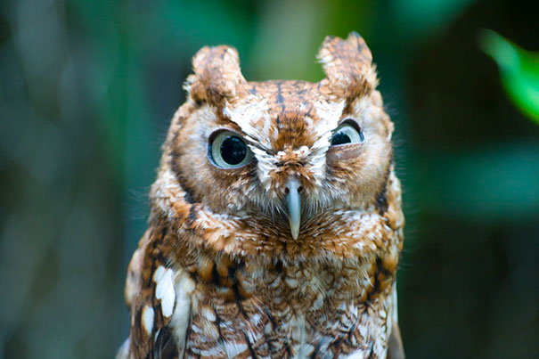 128 Of The Angriest Animals Ever That You Wouldn't Want To Meet In Your Way  | Bored Panda