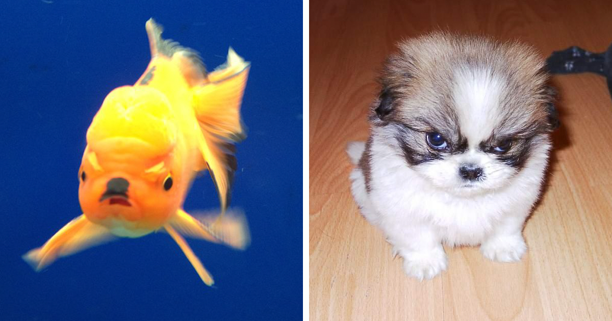 128 Of The Angriest Animals Ever That You Wouldn’t Want To Meet In Your Way