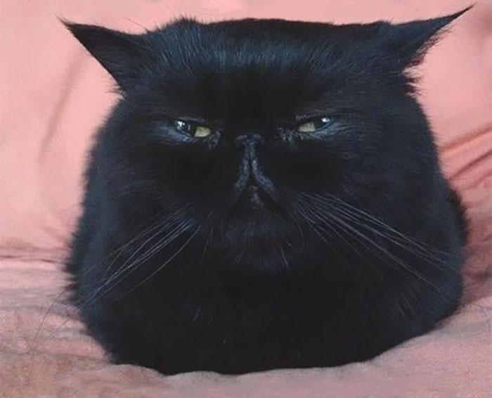 Angry Cat