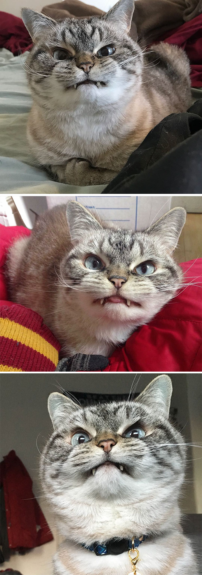 36 Of The Word's Angriest Cats Ever Who Have Had Enough Of Your BS