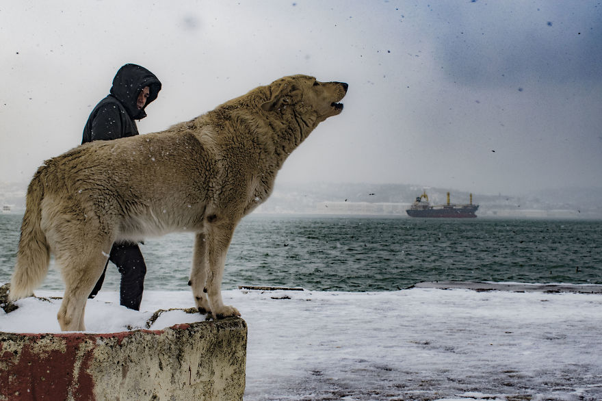 Snow In Istanbul Bosphorus