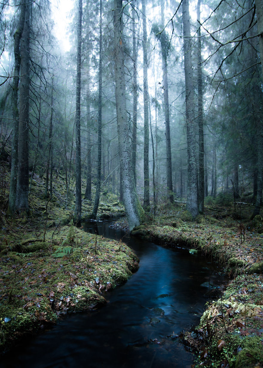 I Kept Chasing Fog In The Swedish Nature. 13 Images.