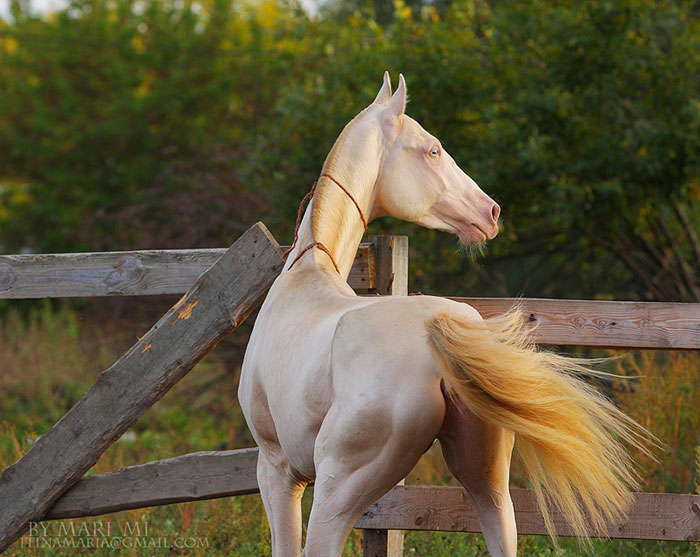 People Are Calling This Super Rare Creature The "World's Most Beautiful Horse"