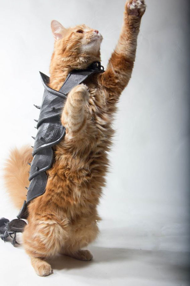 Guy Turns His Cat Into A Total Badass With This 3D Printed Armor
