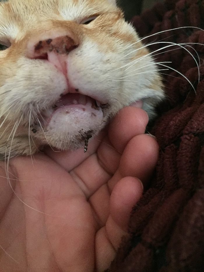 Every Day This Cat Was Coming To Woman's Work For Food, Until One Day He Was Hit By A Car; $6,000 Later...