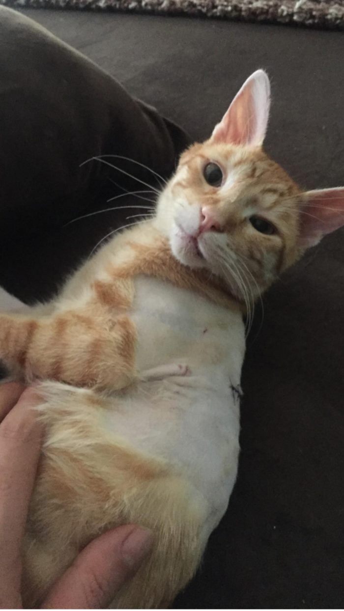 Every Day This Cat Was Coming To Woman's Work For Food, Until One Day He Was Hit By A Car; $6,000 Later...