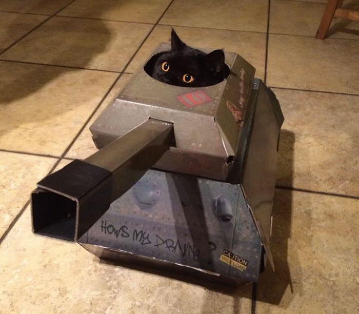 This Company Makes Cardboard Tanks, Planes And Houses For Cats, And Your Master Needs Them Right Meow!