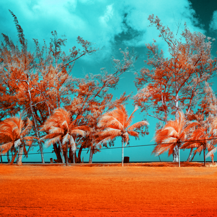 I See The World In Infrared