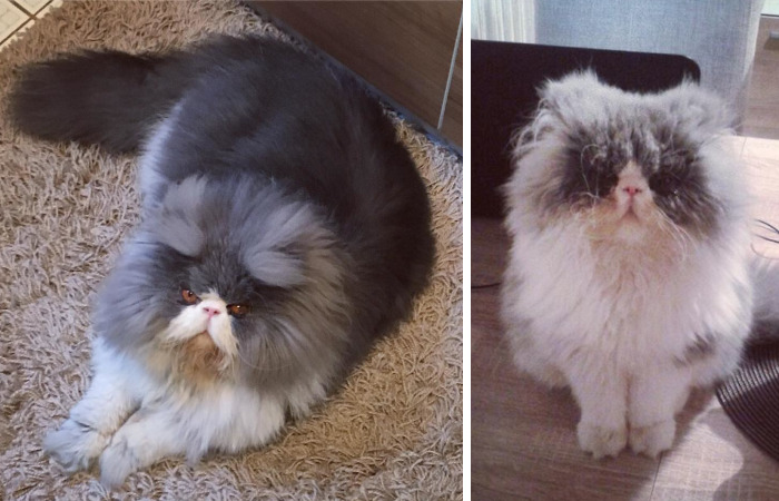 This Sheep-Cat Has Some Of The Weirdest Fur We’ve Ever Seen