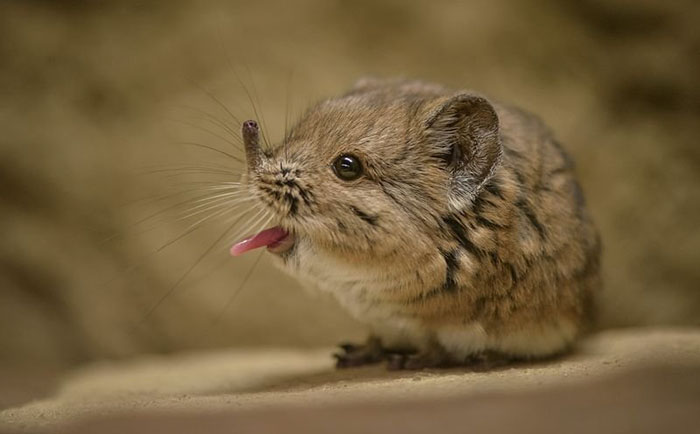 Cute Animal With It's Tongue Sticking Out