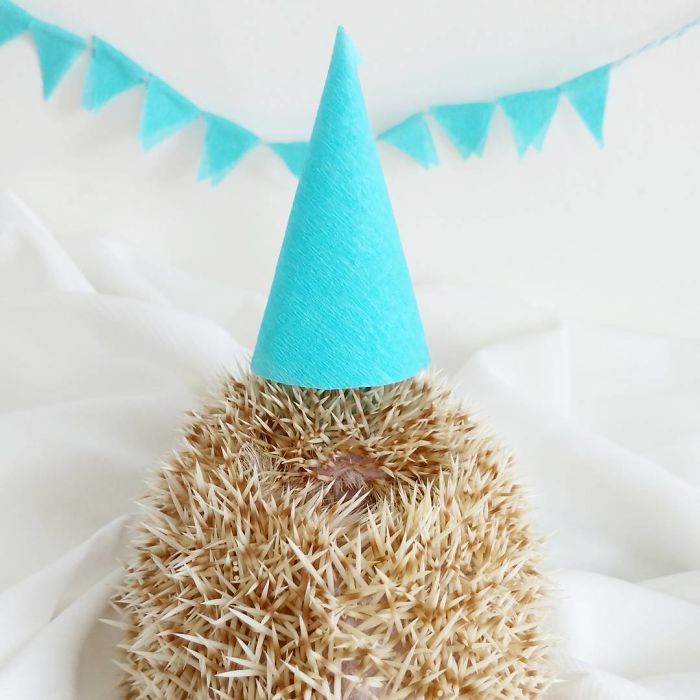 Cute-hedgehogs-in-hats