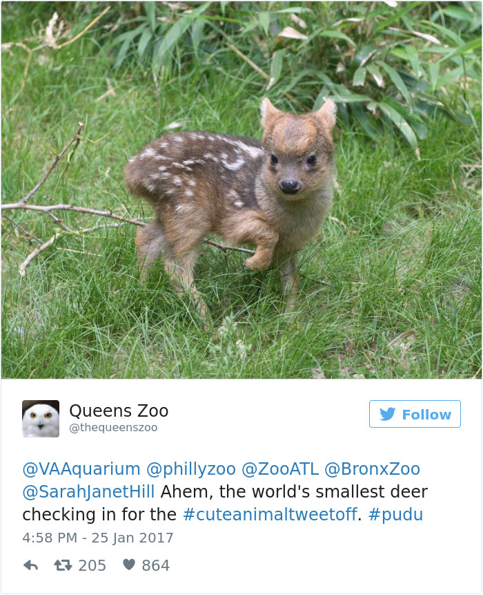 cute-zoo-animal-tweet-off-18