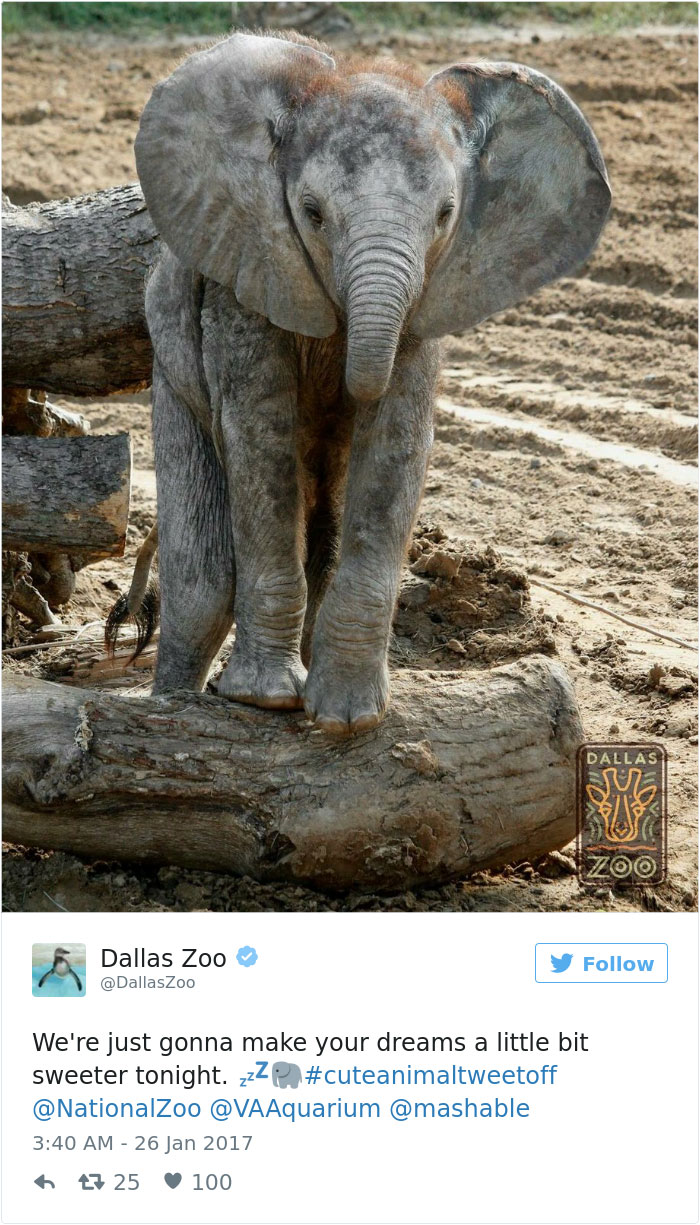 cute-zoo-animal-tweet-off-21