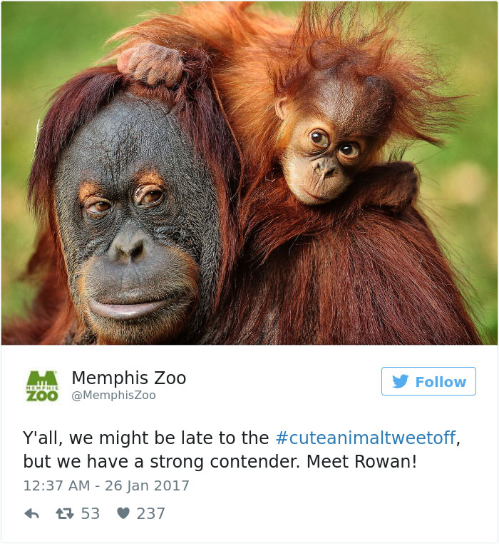 cute-zoo-animal-tweet-off-24