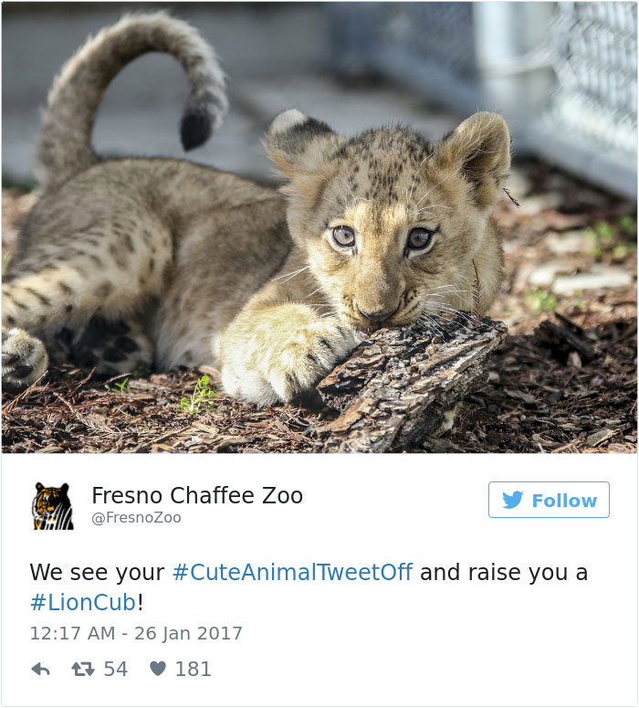cute-zoo-animal-tweet-off-25