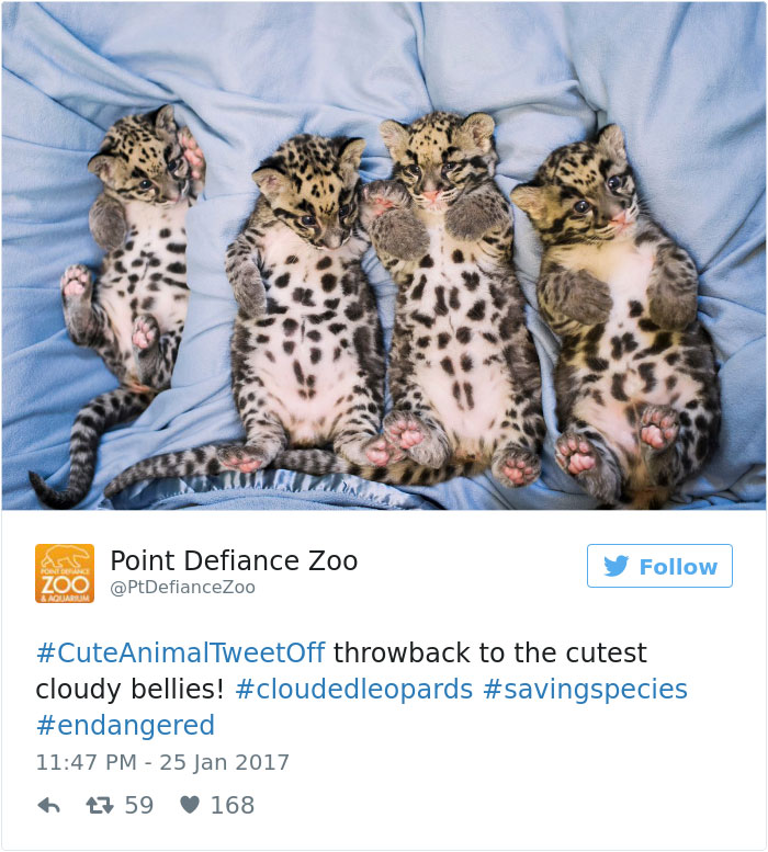 cute-zoo-animal-tweet-off-26