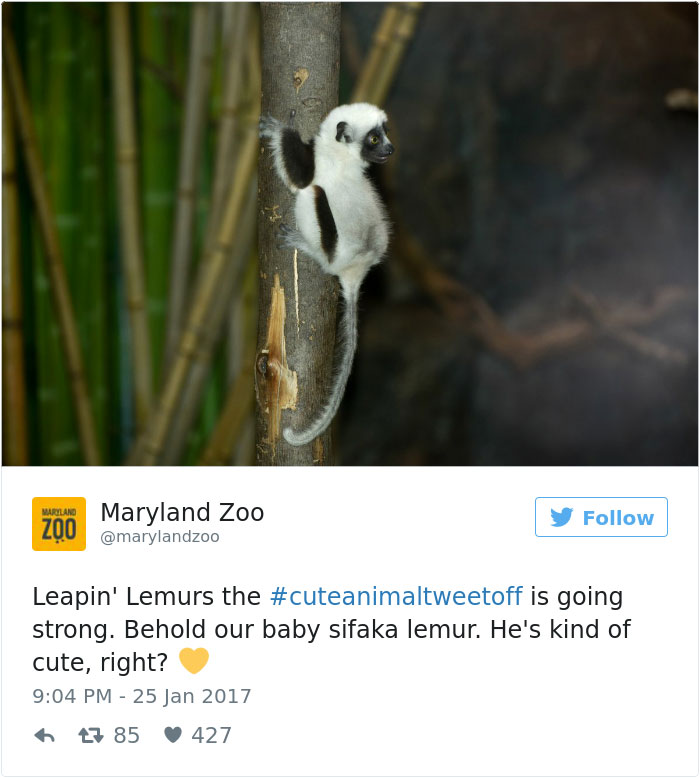 cute-zoo-animal-tweet-off-4