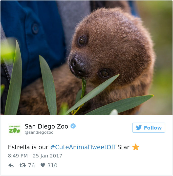 cute-zoo-animal-tweet-off-5
