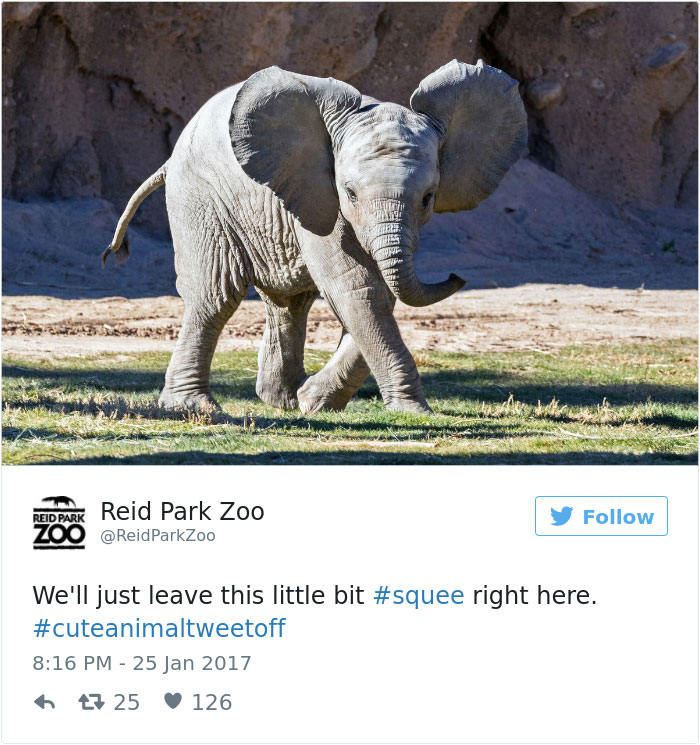 cute-zoo-animal-tweet-off-6