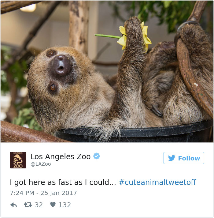 Zoos Get Into Brutal #CuteAnimalTweetOff Battle, And It's Exactly What The Internet Needed