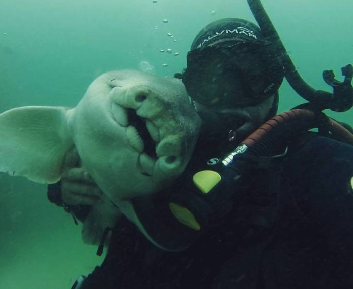 Whenever He Goes Diving, This Shark Comes To Cuddle With Him (This Has Been Going On For 7 Years)