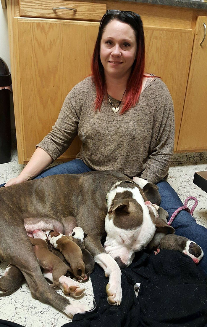 Esta mujer quedó abrumada cuando su pitbull rescatada le puso sus 11 cachorros recién nacidos encima