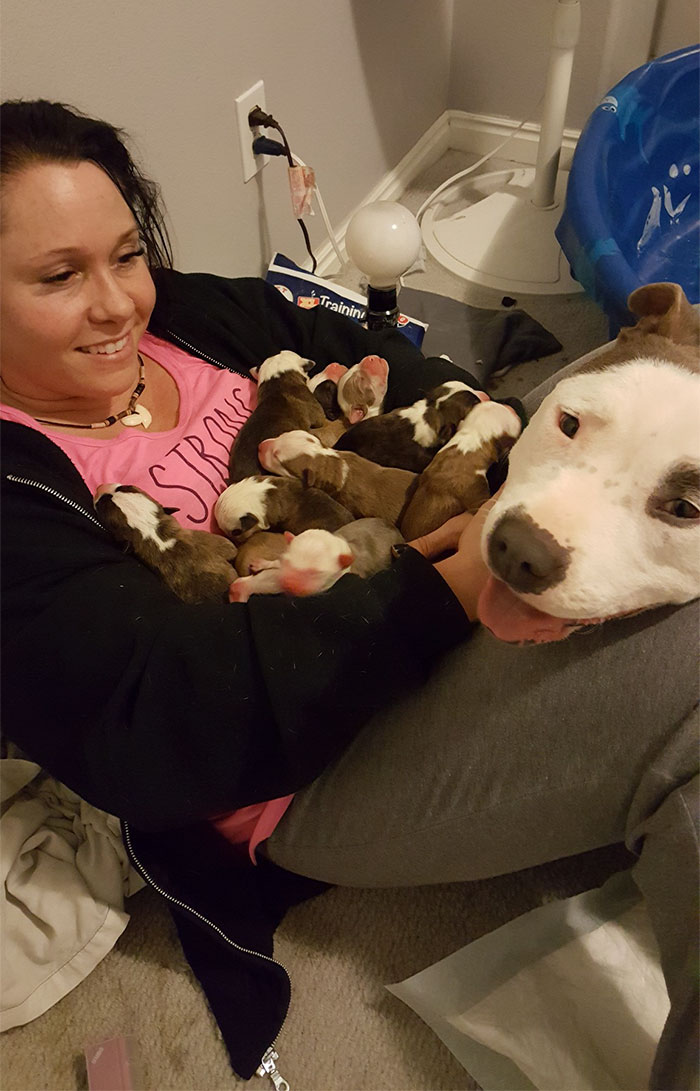 Woman Overwhelmed When Her Rescue Pit Bull Places Her 11 Newborn Puppies Into Her Lap