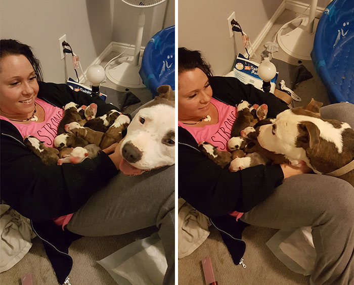 Woman Overwhelmed When Her Rescue Pit Bull Places Her 11 Newborn Puppies Into Her Lap
